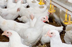 Nor-Feed Natural Solutions against poultry coccidiosis